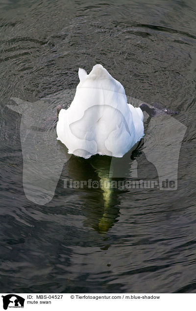 mute swan / MBS-04527
