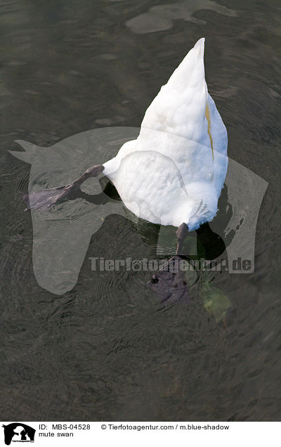 mute swan / MBS-04528