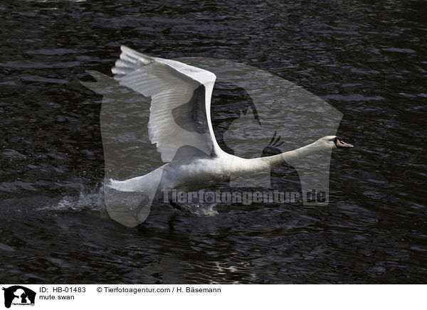 mute swan / HB-01483