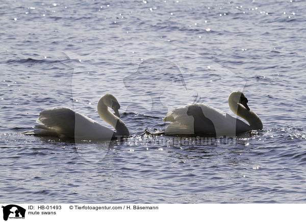 mute swans / HB-01493