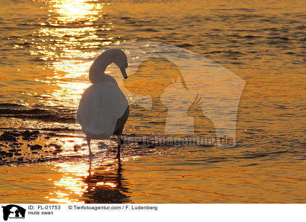 mute swan / FL-01753