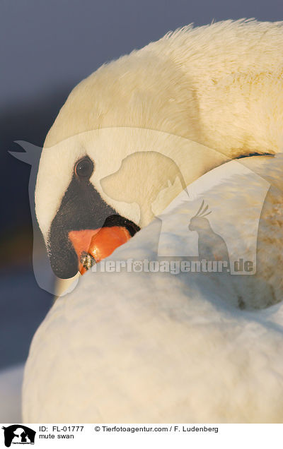 mute swan / FL-01777