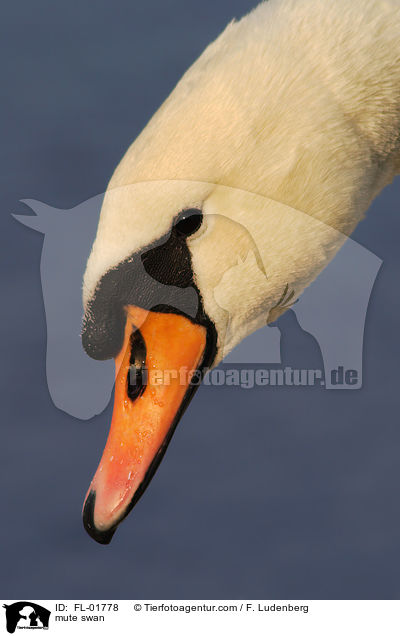 mute swan / FL-01778
