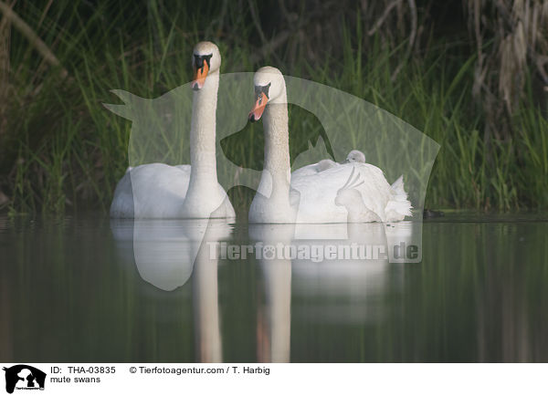 mute swans / THA-03835