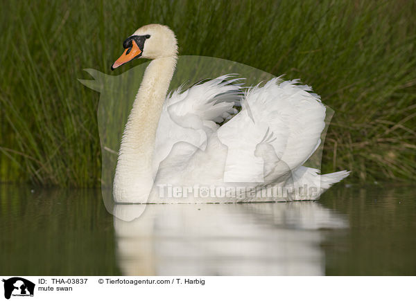 mute swan / THA-03837