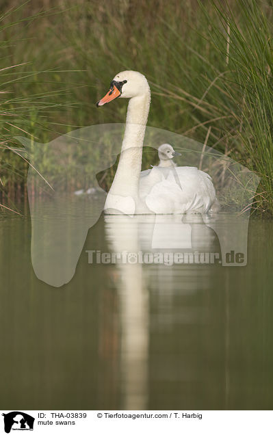 mute swans / THA-03839