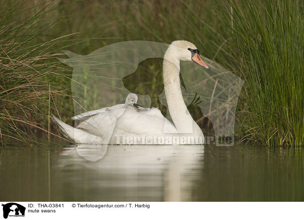 mute swans / THA-03841
