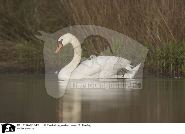 mute swans / THA-03842