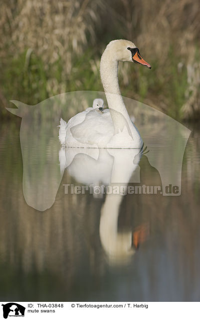 mute swans / THA-03848