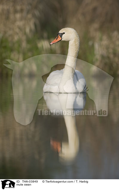 mute swan / THA-03849
