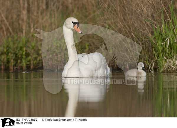 mute swans / THA-03852