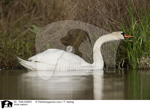 mute swans / THA-03855
