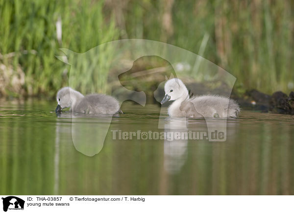 young mute swans / THA-03857