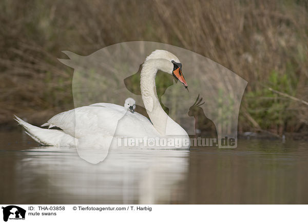 mute swans / THA-03858