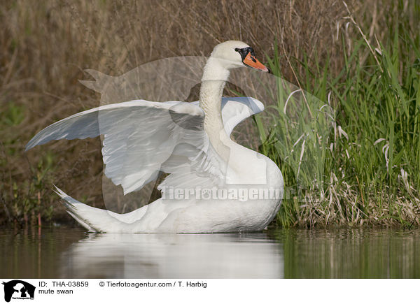 mute swan / THA-03859