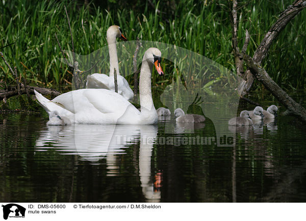 Hckerschwne / mute swans / DMS-05600