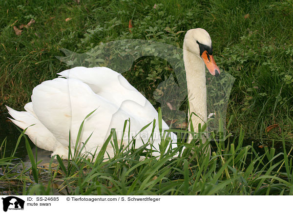 mute swan / SS-24685