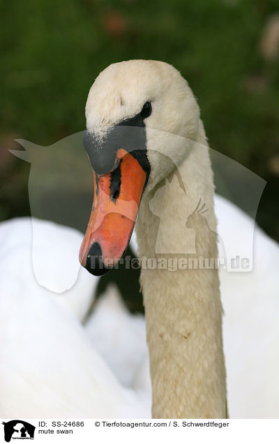 mute swan / SS-24686