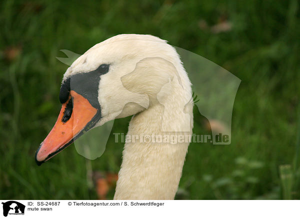 mute swan / SS-24687
