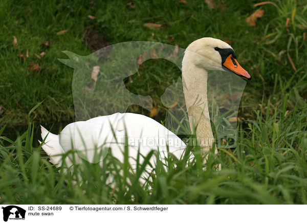 mute swan / SS-24689