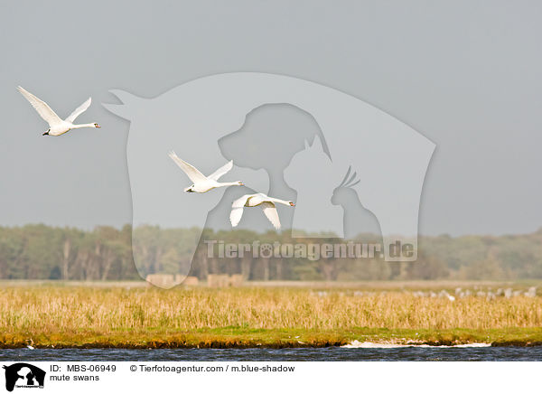 mute swans / MBS-06949