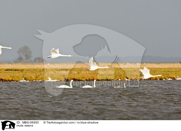 mute swans / MBS-06950