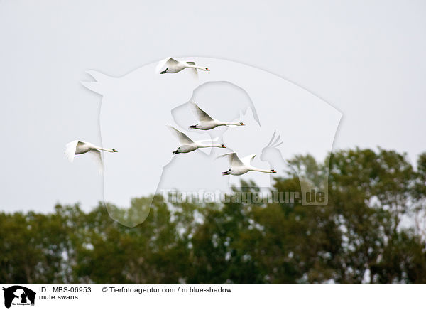 mute swans / MBS-06953