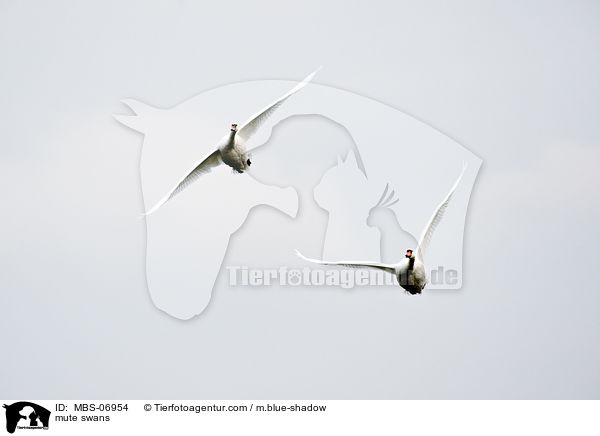 mute swans / MBS-06954