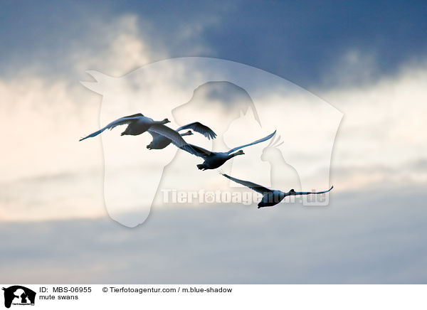 mute swans / MBS-06955