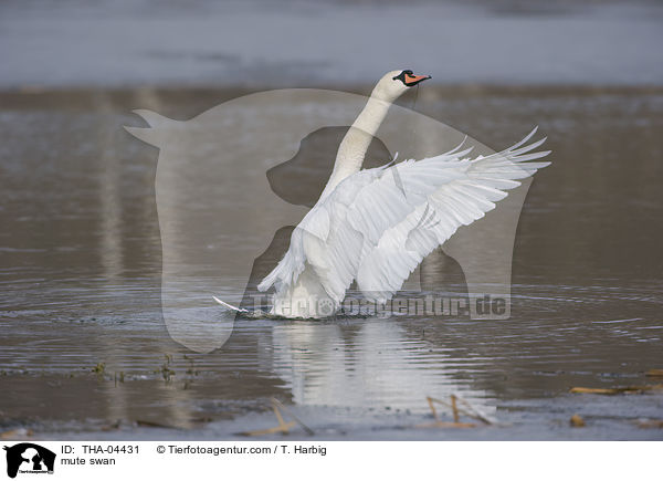 mute swan / THA-04431