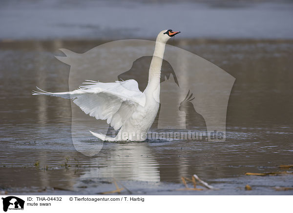 mute swan / THA-04432