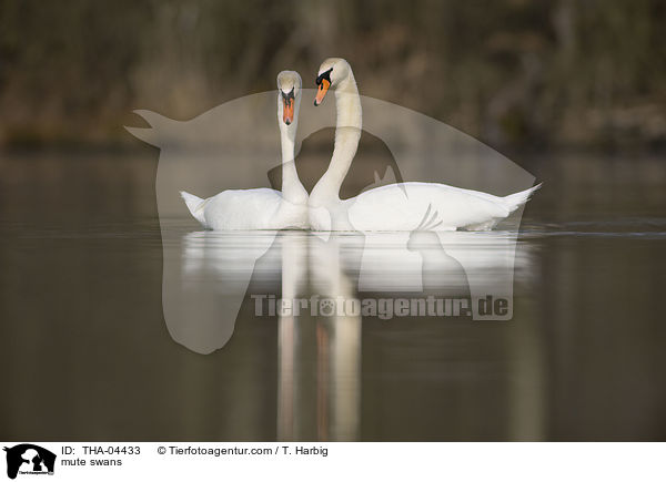 mute swans / THA-04433