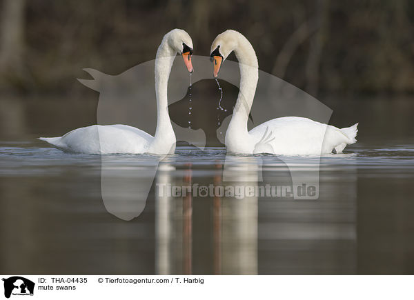 mute swans / THA-04435
