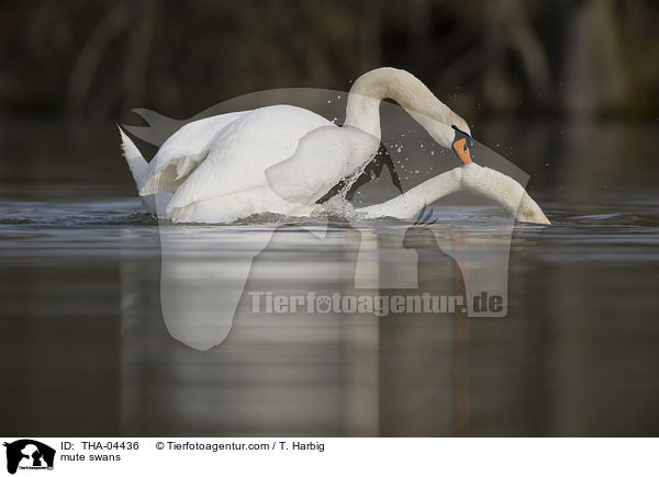 mute swans / THA-04436