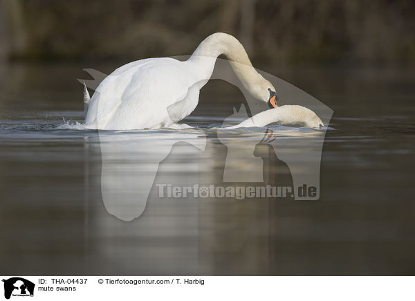mute swans / THA-04437