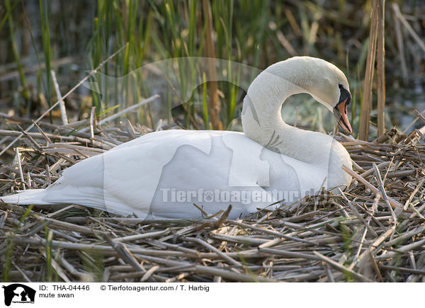 mute swan / THA-04446