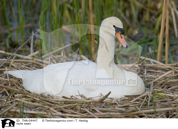 mute swan / THA-04447