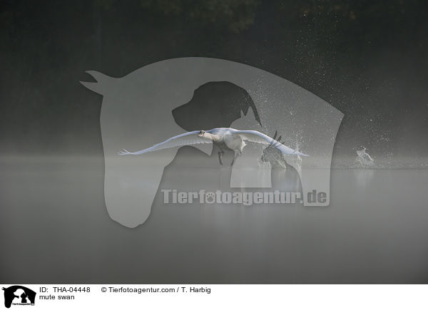 Hckerschwan / mute swan / THA-04448