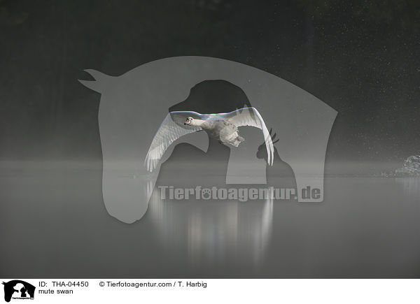 Hckerschwan / mute swan / THA-04450