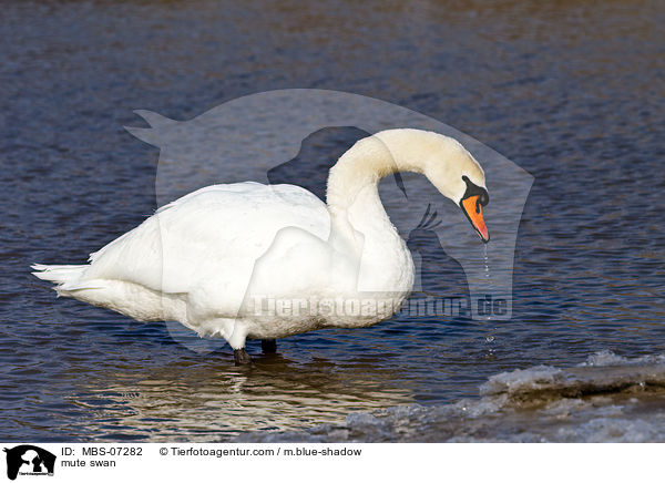mute swan / MBS-07282