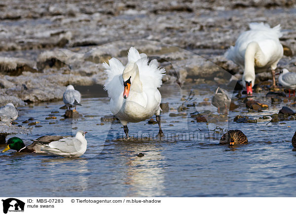 mute swans / MBS-07283