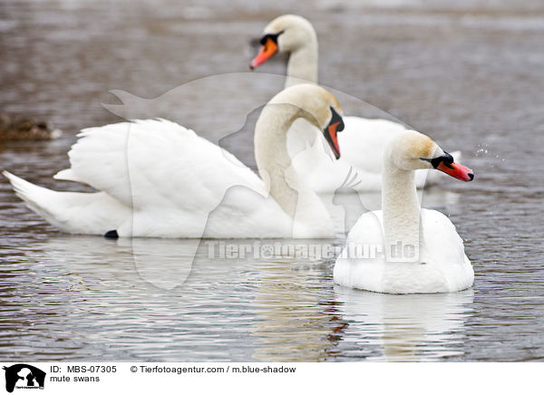 mute swans / MBS-07305