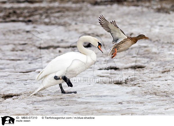 mute swan / MBS-07310