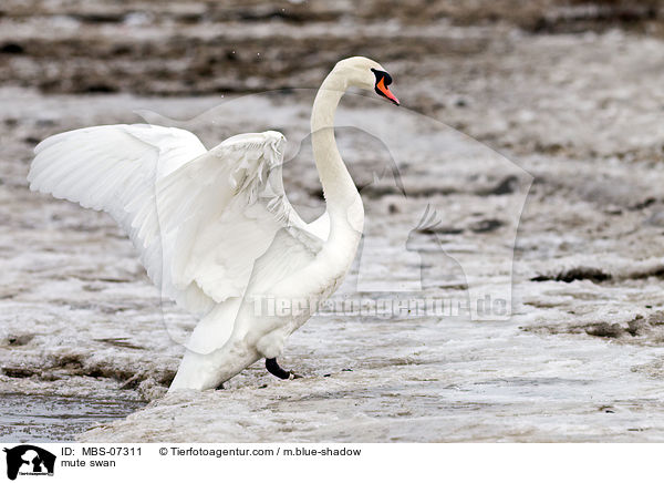 mute swan / MBS-07311