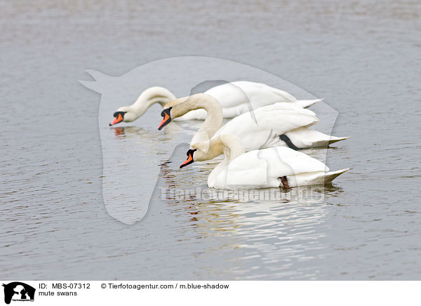 mute swans / MBS-07312