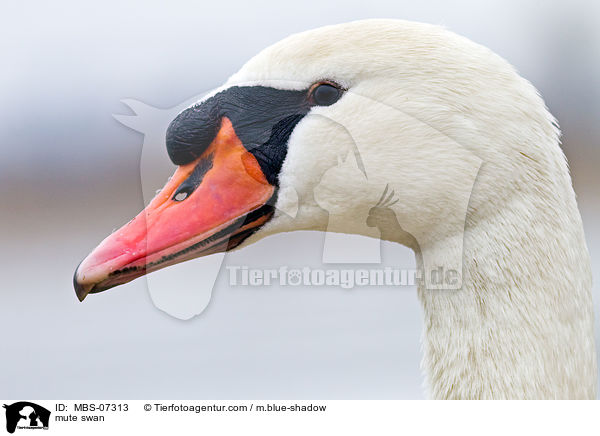 mute swan / MBS-07313