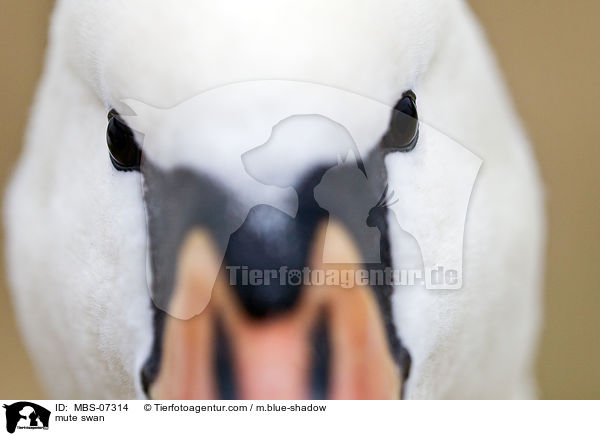 mute swan / MBS-07314