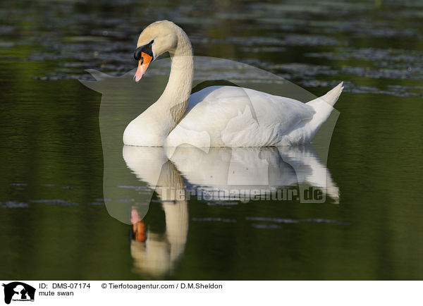 mute swan / DMS-07174