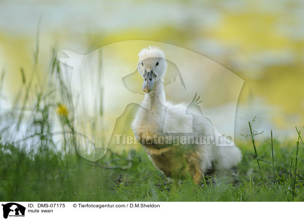 mute swan / DMS-07175