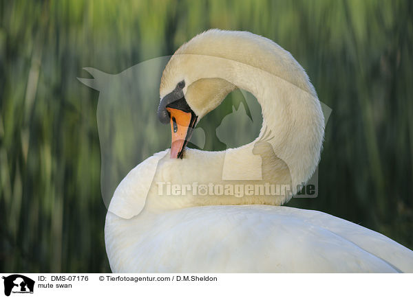 mute swan / DMS-07176